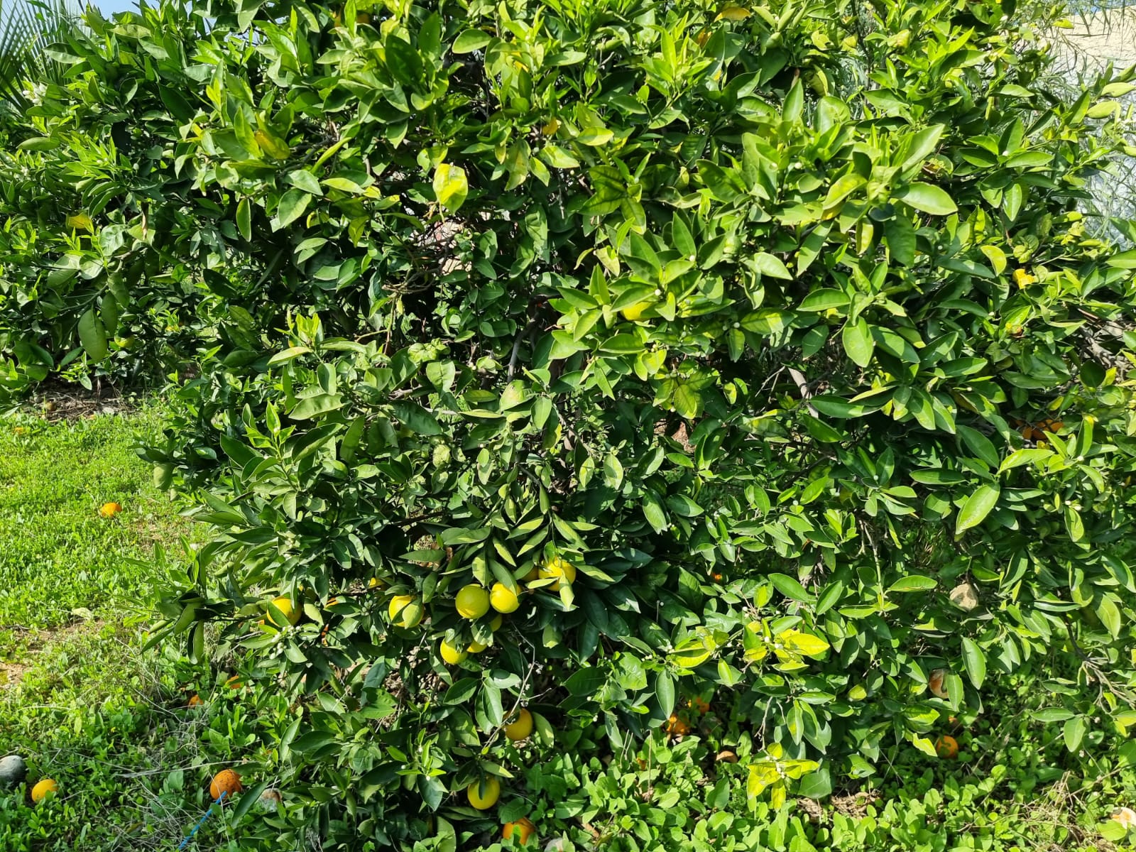 WhatsApp Image 2022-01-08 at 1.29.41 PM (1).jpeg